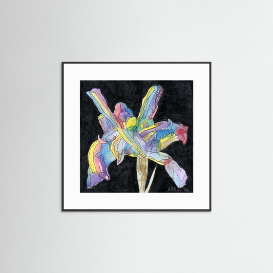 Iris
